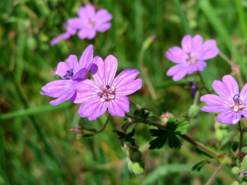 Pyrenäen-Storchschnabel (Geranium pyrenaicum) im Landschaftsschutzgebiet Hockenheimer Rheinbogen