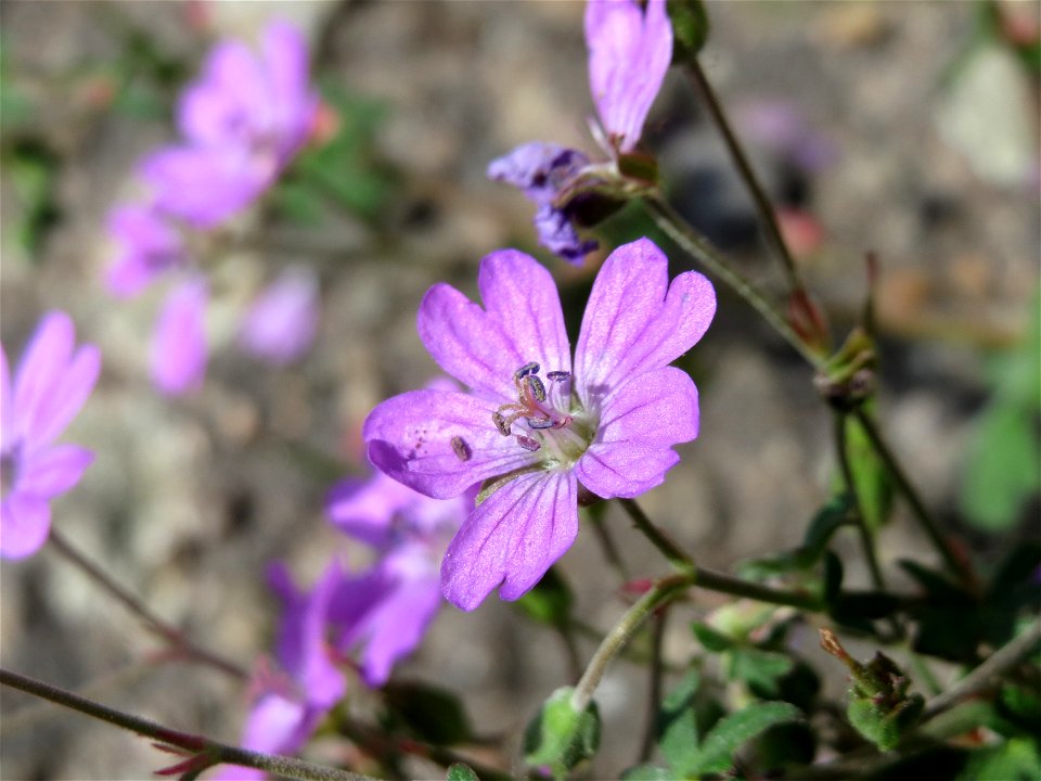 Pyrenäen-Storchschnabel (Geranium pyrenaicum) im Landschaftsschutzgebiet Hockenheimer Rheinbogen