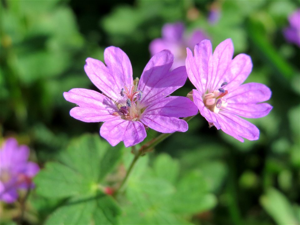 Pyrenäen-Storchschnabel (Geranium pyrenaicum) im Landschaftsschutzgebiet Hockenheimer Rheinbogen
