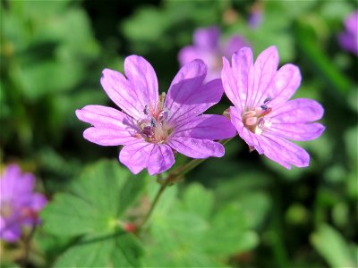 Pyrenäen-Storchschnabel (Geranium pyrenaicum) im Landschaftsschutzgebiet Hockenheimer Rheinbogen