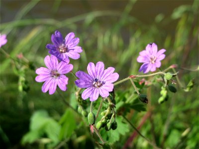 Pyrenäen-Storchschnabel (Geranium pyrenaicum) am Kraichbach bei Hockenheim
