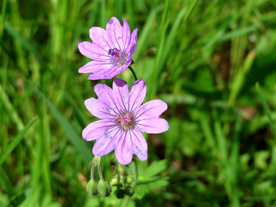 Pyrenäen-Storchschnabel (Geranium pyrenaicum) an der Saar in Saarbrücken