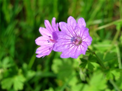 Pyrenäen-Storchschnabel (Geranium pyrenaicum) an der Saar in Saarbrücken