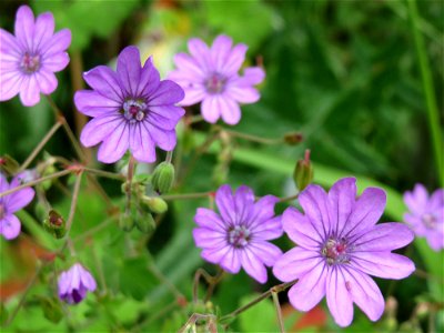 Pyrenäen-Storchschnabel (Geranium pyrenaicum) in Bruchmühlbach-Miesau