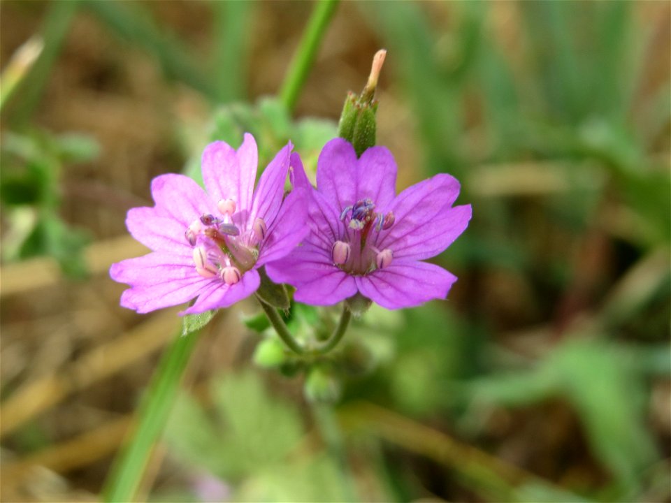 Pyrenäen-Storchschnabel (Geranium pyrenaicum) an der Elisabethenstraße bei Wiesbaden
