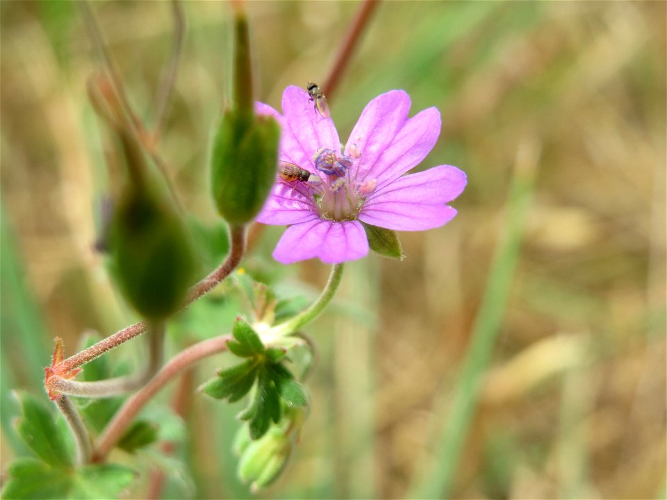 Pyrenäen-Storchschnabel (Geranium pyrenaicum) an der Elisabethenstraße bei Wiesbaden