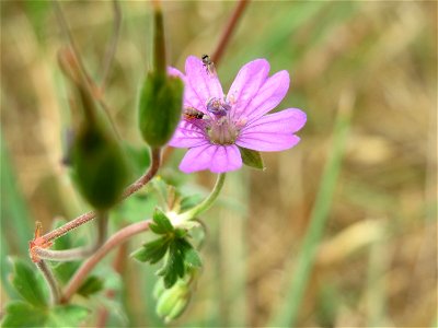 Pyrenäen-Storchschnabel (Geranium pyrenaicum) an der Elisabethenstraße bei Wiesbaden