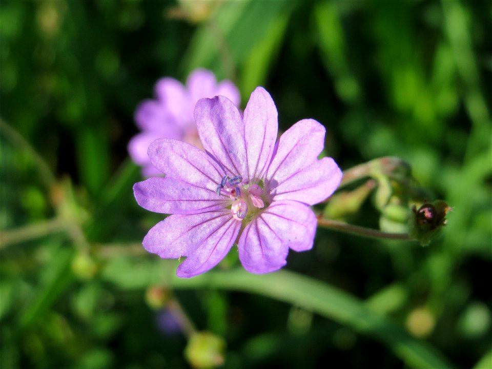 Pyrenäen-Storchschnabel (Geranium pyrenaicum) an der Saar in Saarbrücken