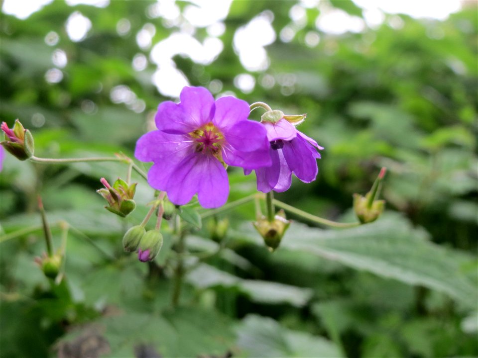 Pyrenäen-Storchschnabel (Geranium pyrenaicum) am Schalkenmehrener Maar