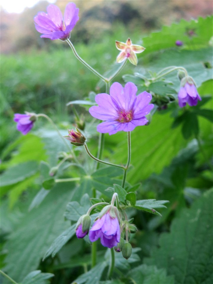 Pyrenäen-Storchschnabel (Geranium pyrenaicum) am Schalkenmehrener Maar