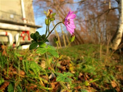 Pyrenäen-Storchschnabel (Geranium pyrenaicum) an der Saar in Saarbrücken