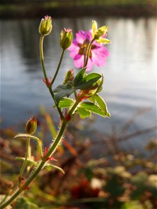 Pyrenäen-Storchschnabel (Geranium pyrenaicum) an der Saar in Saarbrücken