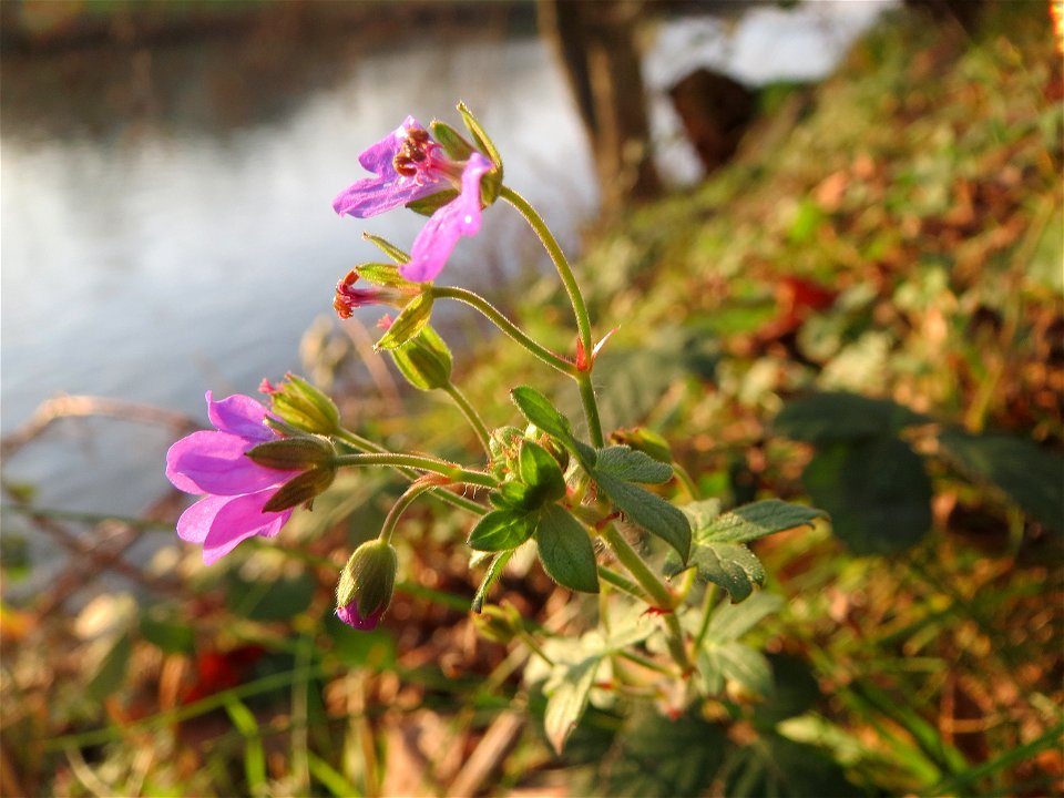 Pyrenäen-Storchschnabel (Geranium pyrenaicum) an der Saar in Saarbrücken