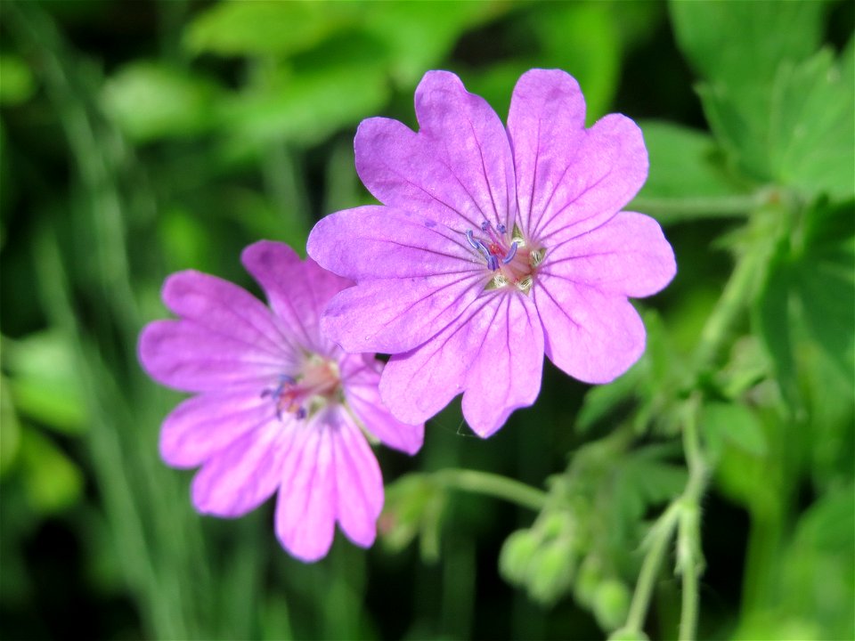 Pyrenäen-Storchschnabel (Geranium pyrenaicum) am Kraichbach in Hockenheim