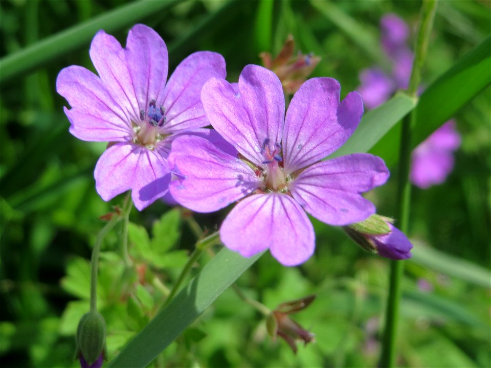 Pyrenäen-Storchschnabel (Geranium pyrenaicum) im Landschaftsschutzgebiet Hockenheimer Rheinbogen