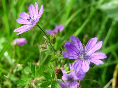 Pyrenäen-Storchschnabel (Geranium pyrenaicum) am Staden in Saarbrücken