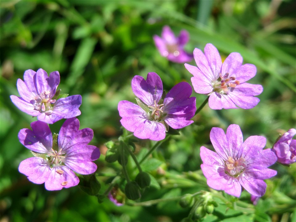 Pyrenäen-Storchschnabel (Geranium pyrenaicum) am Staden in Saarbrücken