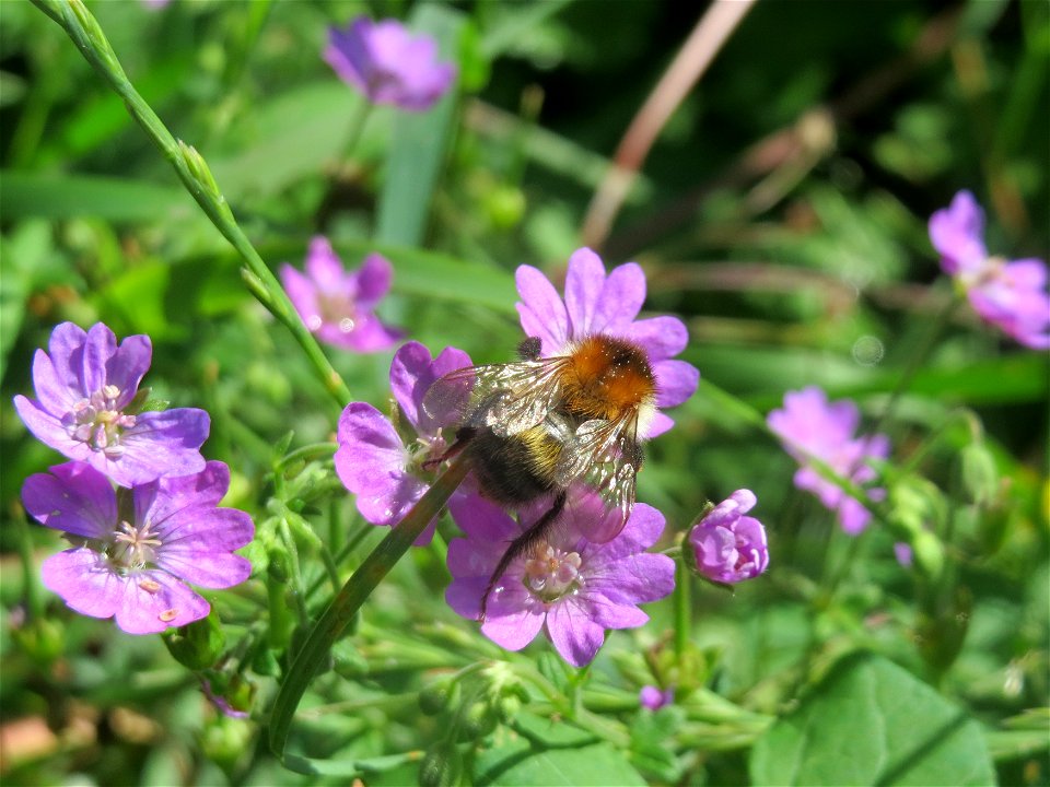 Hummel (Bombus) an einem Pyrenäen-Storchschnabel (Geranium pyrenaicum) am Staden in Saarbrücken