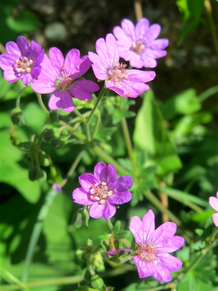 Pyrenäen-Storchschnabel (Geranium pyrenaicum) am Staden in Saarbrücken