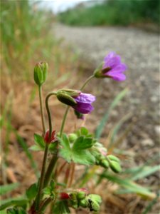 Pyrenäen-Storchschnabel (Geranium pyrenaicum) am Kraichbachdamm im Landschaftsschutzgebiet „Hockenheimer Rheinbogen“