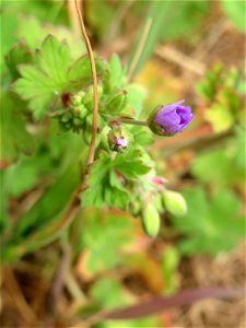 Pyrenäen-Storchschnabel (Geranium pyrenaicum) am Kraichbachdamm im Landschaftsschutzgebiet „Hockenheimer Rheinbogen“