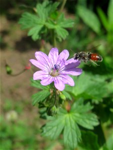 Pyrenäen-Storchschnabel (Geranium pyrenaicum) an der Saar in Saarbrücken