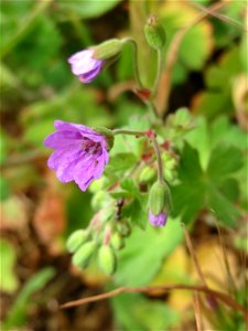 Pyrenäen-Storchschnabel (Geranium pyrenaicum) am Kraichbachdamm im Landschaftsschutzgebiet „Hockenheimer Rheinbogen“