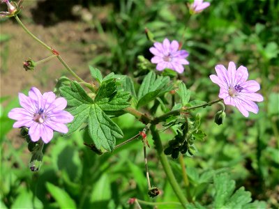 Pyrenäen-Storchschnabel (Geranium pyrenaicum) an der Saar in Saarbrücken