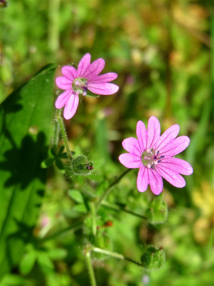 Pyrenäen-Storchschnabel (Geranium pyrenaicum) in Hockenheim