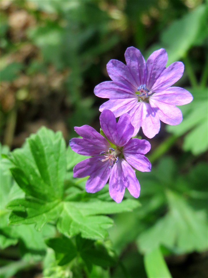 Pyrenäen-Storchschnabel (Geranium pyrenaicum) in Saarbrücken