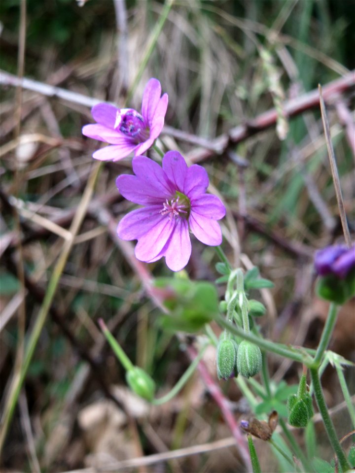 Pyrenäen-Storchschnabel (Geranium pyrenaicum) am Remigiusberg bei Kusel