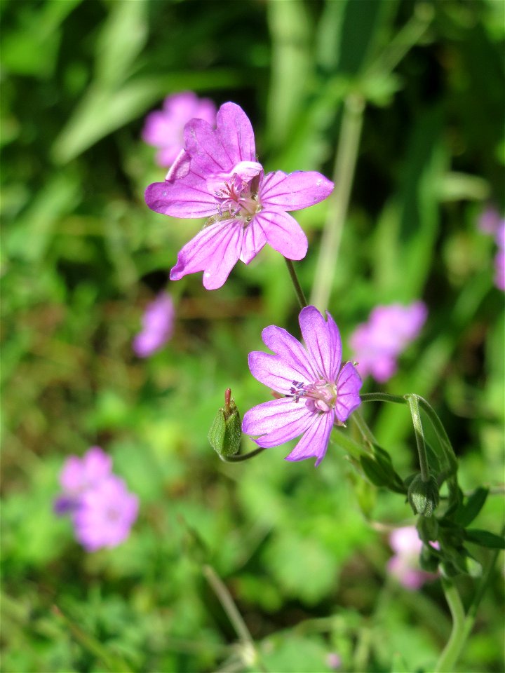 Pyrenäen-Storchschnabel (Geranium pyrenaicum) im Almet in Sankt Arnual