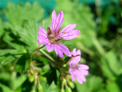 Pyrenäen-Storchschnabel (Geranium pyrenaicum) in Oftersheim