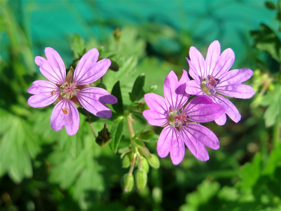 Pyrenäen-Storchschnabel (Geranium pyrenaicum) in Oftersheim - ursprünglich aus den Gebirgen Südeuropas (Pyrenäen, Südalpen, Kaukasus), um 1800 in Deutschland eingebürgert
