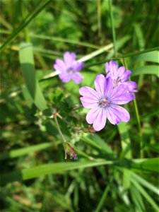 Pyrenäen-Storchschnabel (Geranium pyrenaicum) am Kraichbachdamm im Landschaftsschutzgebiet „Hockenheimer Rheinbogen“