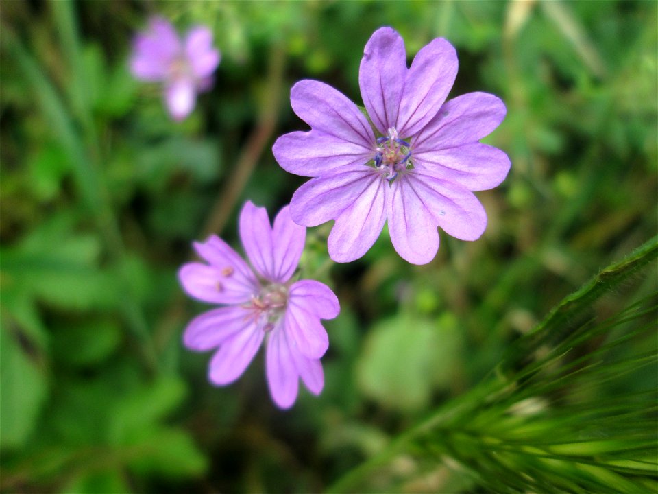 Pyrenäen-Storchschnabel (Geranium pyrenaicum) in Schwetzingen