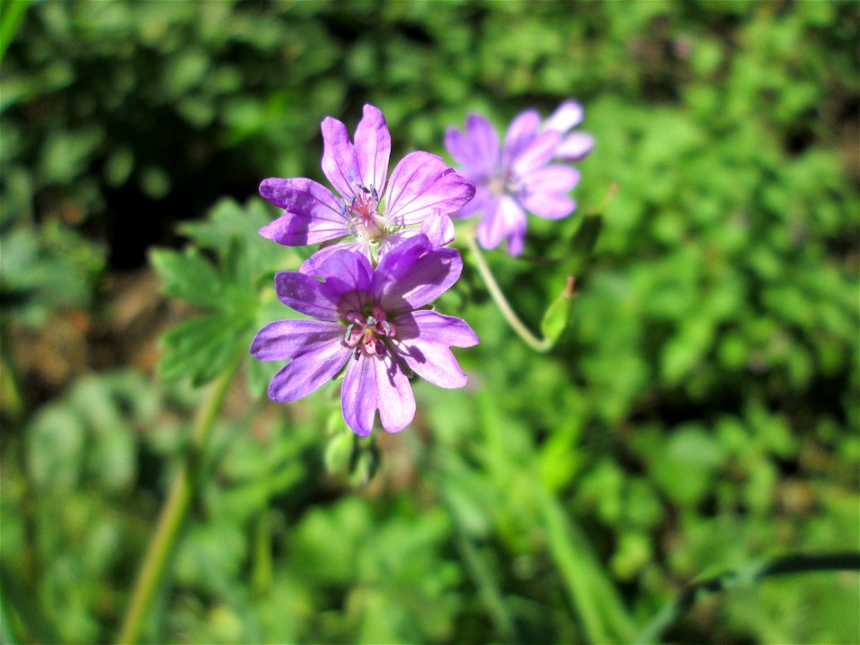 Pyrenäen-Storchschnabel (Geranium pyrenaicum) im Almet in Sankt Arnual