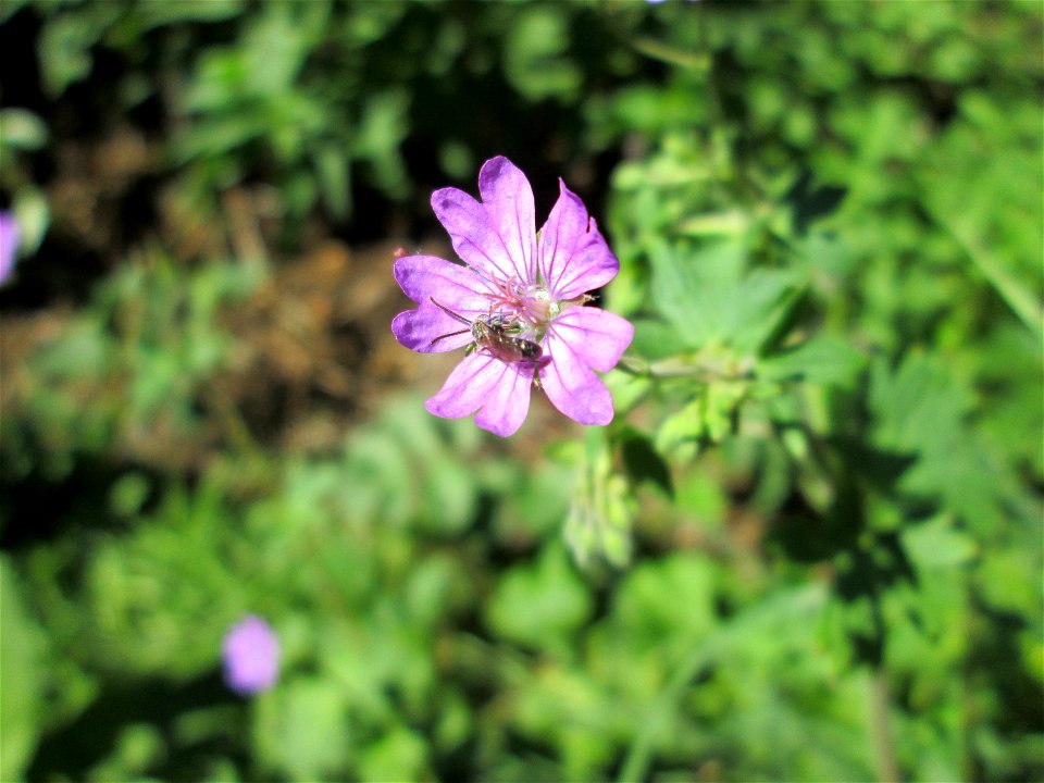 Pyrenäen-Storchschnabel (Geranium pyrenaicum) im Almet in Sankt Arnual