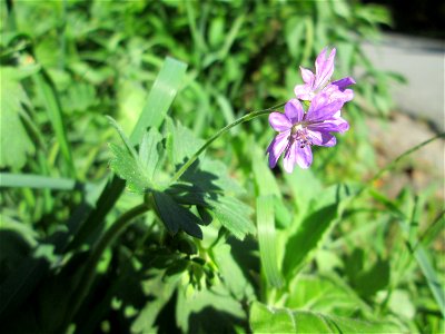 Pyrenäen-Storchschnabel (Geranium pyrenaicum) im Almet in Sankt Arnual