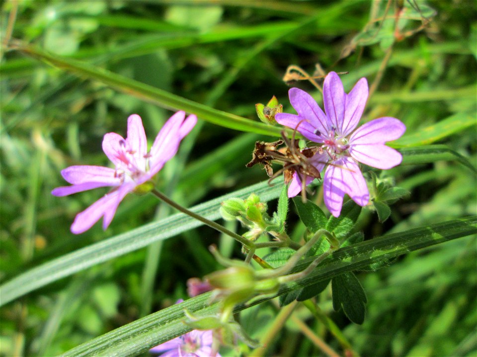 Pyrenäen-Storchschnabel (Geranium pyrenaicum) in Sankt Arnual