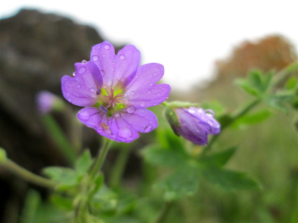 Pyrenäen-Storchschnabel (Geranium pyrenaicum) in Saarbrücken