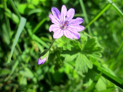 Pyrenäen-Storchschnabel (Geranium pyrenaicum) im Naturschutzgebiet „St. Arnualer Wiesen“