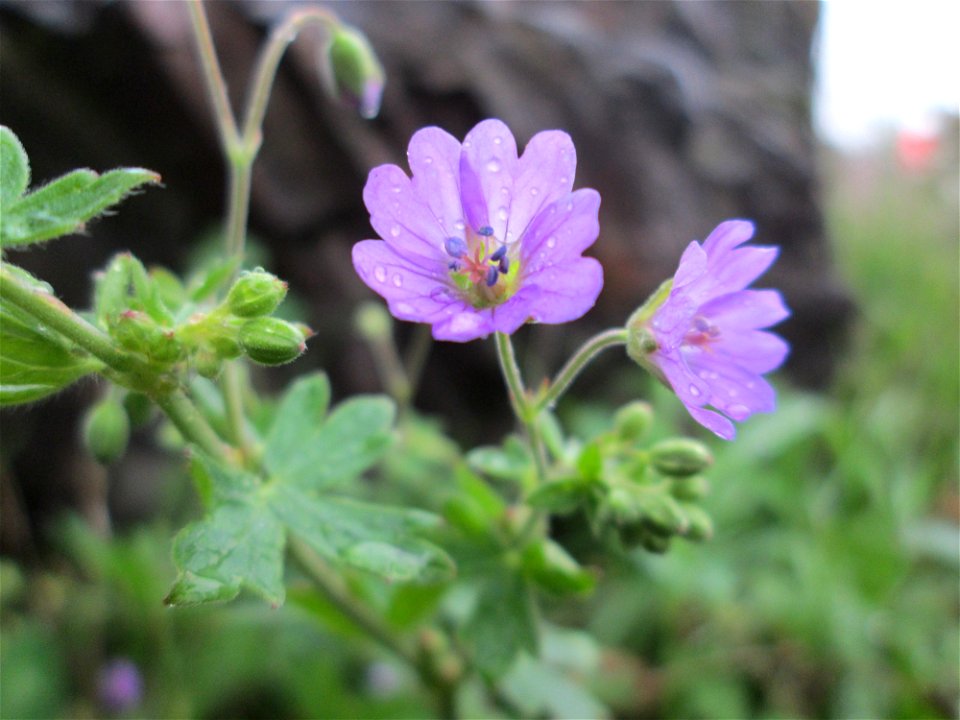 Pyrenäen-Storchschnabel (Geranium pyrenaicum) in Saarbrücken