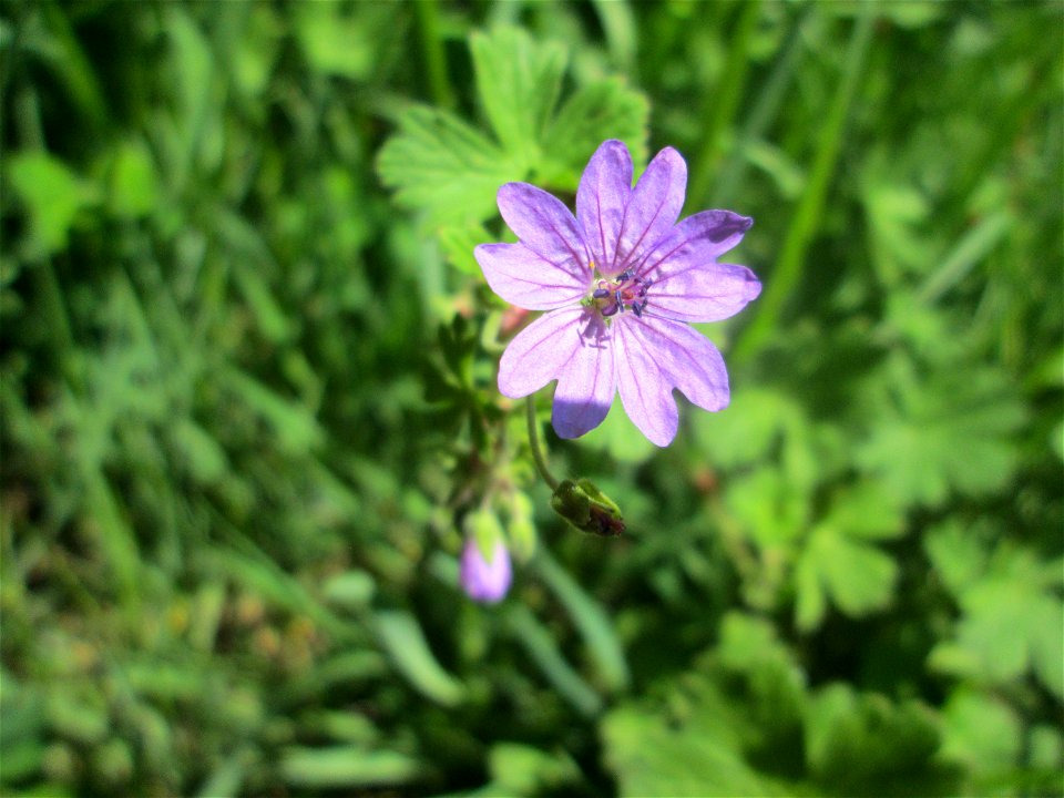 Pyrenäen-Storchschnabel (Geranium pyrenaicum) im Naturschutzgebiet „St. Arnualer Wiesen“