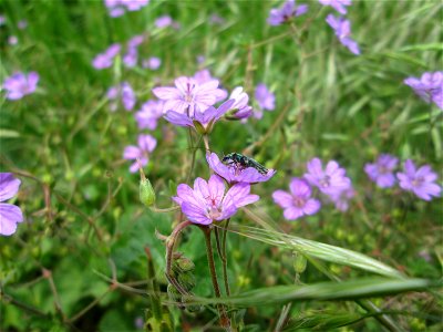 Pyrenäen-Storchschnabel (Geranium pyrenaicum) im Landschaftsschutzgebiet „Wisch- und Wogbachtal“ bei Fechingen
