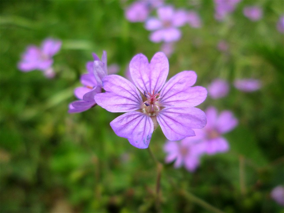 Pyrenäen-Storchschnabel (Geranium pyrenaicum) im Landschaftsschutzgebiet „Wisch- und Wogbachtal“ bei Fechingen