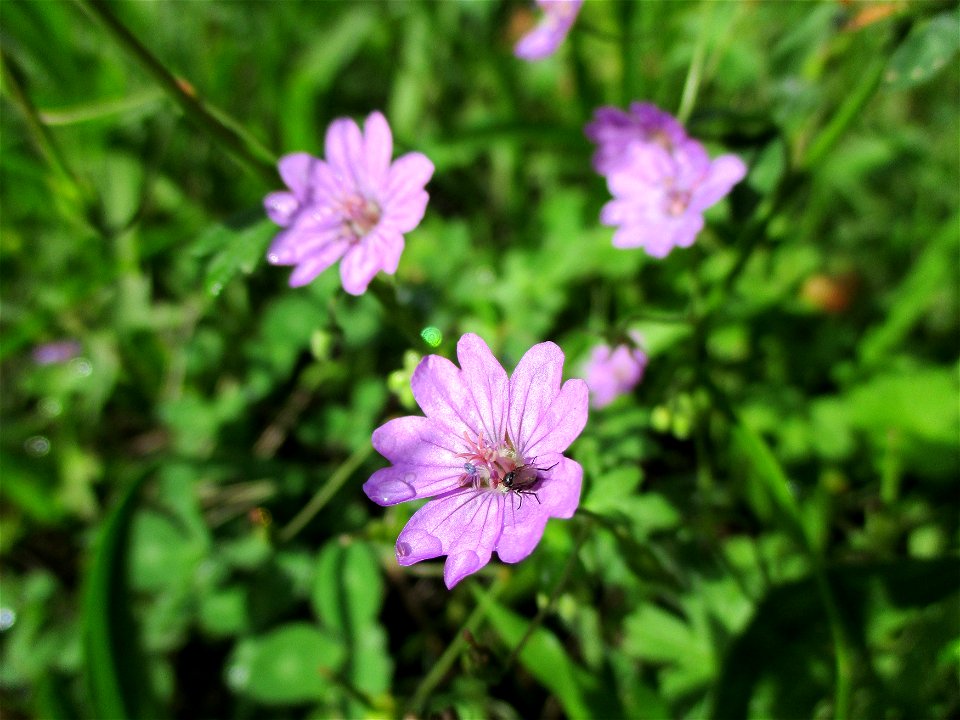 Pyrenäen-Storchschnabel (Geranium pyrenaicum) in Brebach