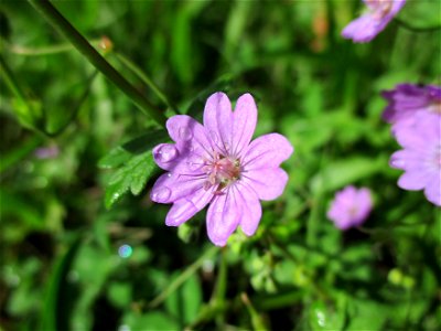 Pyrenäen-Storchschnabel (Geranium pyrenaicum) in Brebach