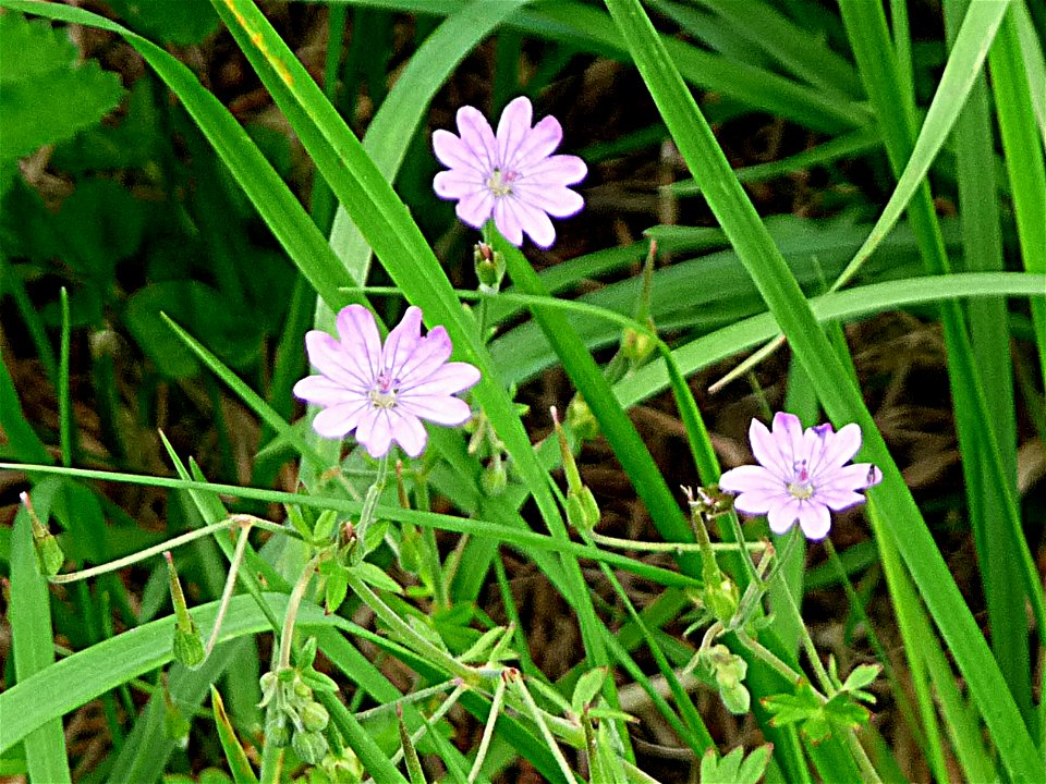 Pyrenäen-Storchschnabel in Zwiesel