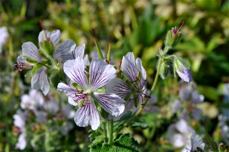 Geranium renardii Trautv.
Deutsch:  Kaukasus-Storchschnabel
Français :  Géranium à feuilles de crêpe